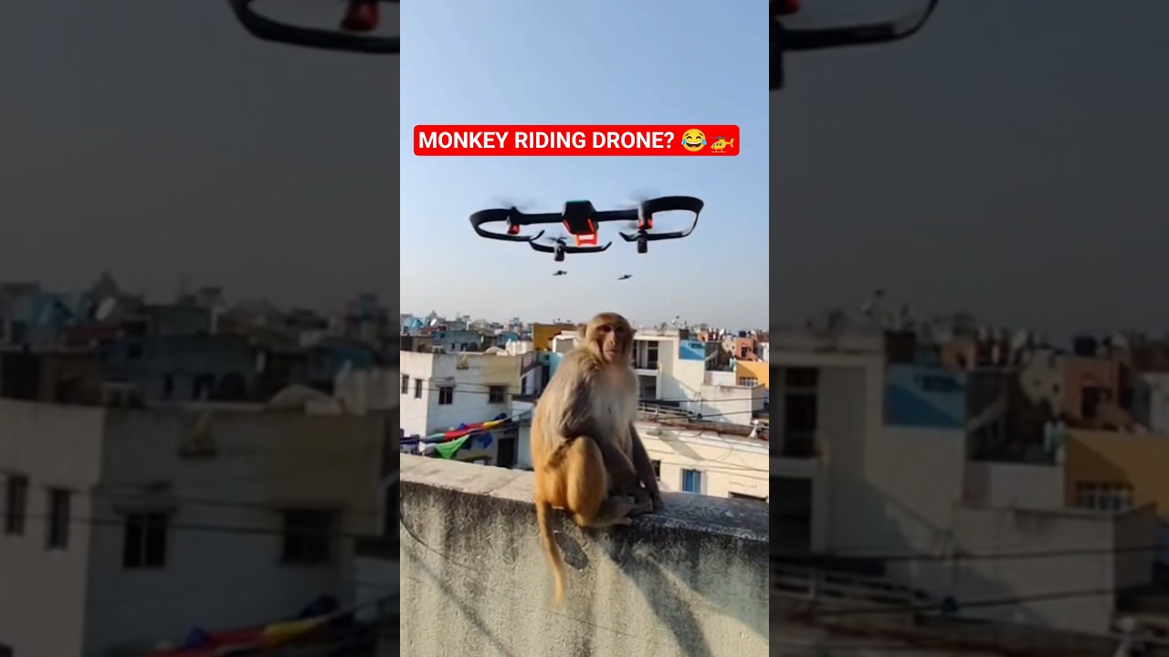 Monkey ne Drone Pakad Liya! 😱