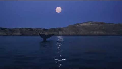 سورة البقرة منصور السالمي بدون اعلانات