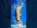 This Fish jumped without Warning 😱