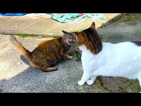 にゃんちゃんず - YouTube