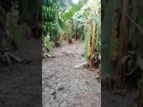 نوفا بلس تحقق معجزة في أشجار الموز من محافظة قنا متابعة متابعة م بركات 