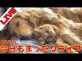 今日もまったり睡眠ライブｗ