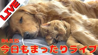 今日もまったり睡眠ライブｗ