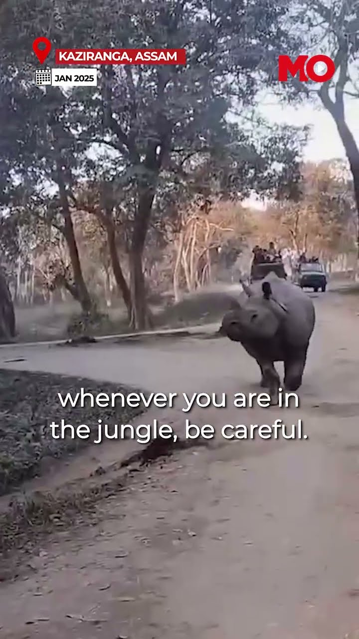 Safari Mishap – Mother And Child Fall From Jeep Near Rhino