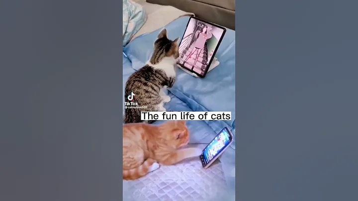 Video 4598911: cornish rex manx cat, munchkin cat cornish rex, maine coon turkish angora, bobtail siamese cat maine, cats catlover cute, happy cat