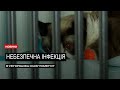 Обережно - сказ: від небезпечного інфекційного захворювання в Ужгороді померла тварина