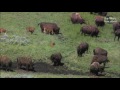 Национальный парк Йеллоустоун, США. Yellowstone National Park #1