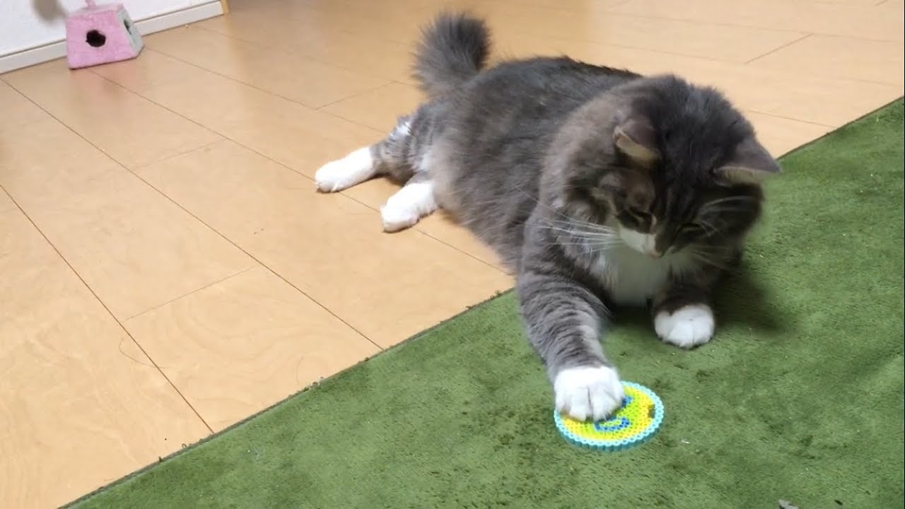 初めてみたアイロンビーズを確かめる猫 ノルウェージャンフォレストキャットcheck Perler Beads Norwegian Forest Cat Youtube
