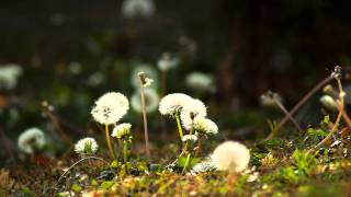 Sony A77 1920*1080 50p test with Edius6