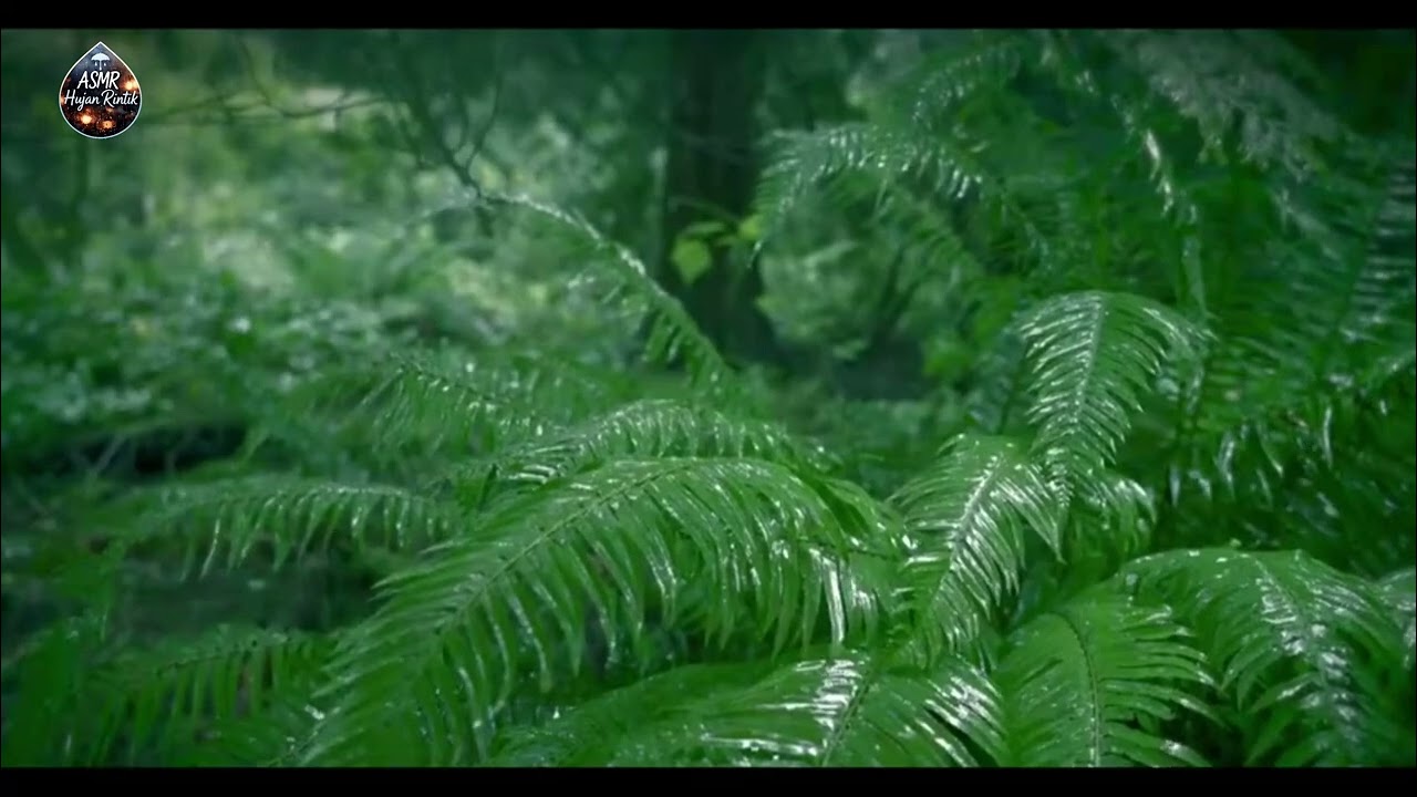 Gentle Rain Sounds for Deep Sleep | Relaxing Rain Ambience (No Thunder)