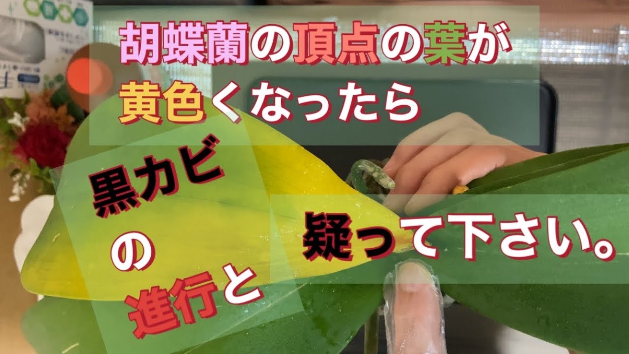 胡蝶蘭の頂点の葉が黄色くなったら黒カビが発症したかも？と疑って下さい。