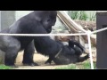 シャバーニとアニー③ Father and daughter  gorilla