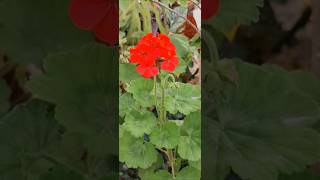 @-earth.plants-animals Pelargonium inquinans ,scarlet geranium ,barbaroz e kuqe e ndezur