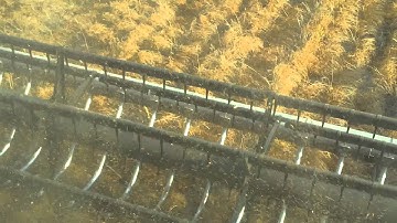 Ripping through lentils with a 2388