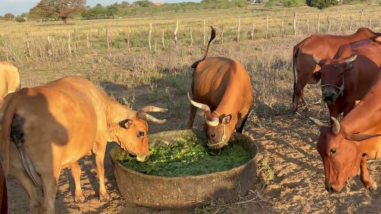 DIETA DA PALMA - PROTOCOLO MIL LUZES