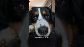 When max doesn't win the race #verstappen #bernesemountaindog #f1