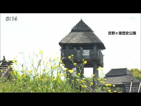 0418 吉野ヶ里歴史公園ウマノアシガタ見ごろ - 0418 吉野ヶ里歴史公園ウマノアシガタ見ごろ
