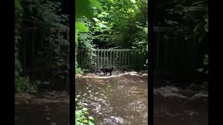 Splishing And A Splashing The Terrier Way.