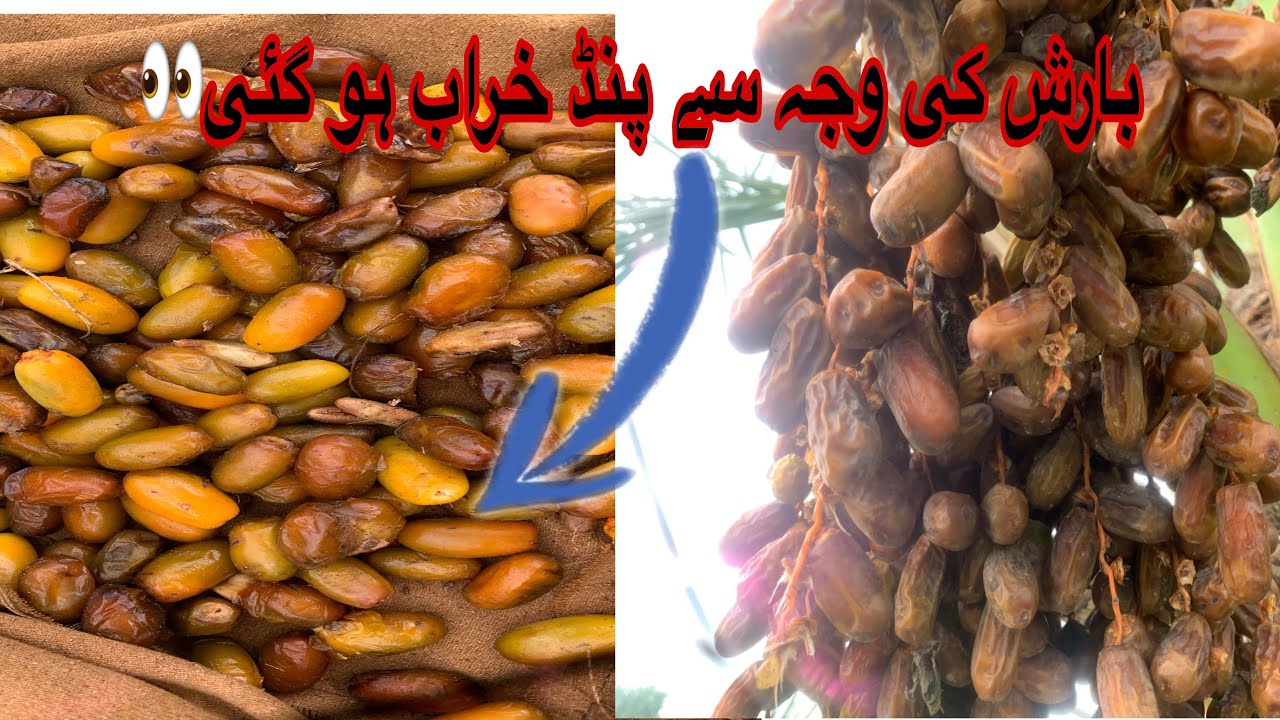 O hoo Pind Khrab ho gy😩