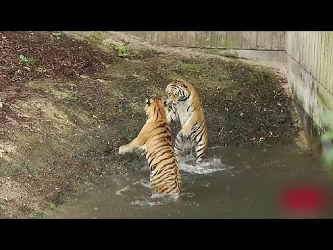 Video: Amoer-tijger: Welke Gevaren Bedreigen Hem?