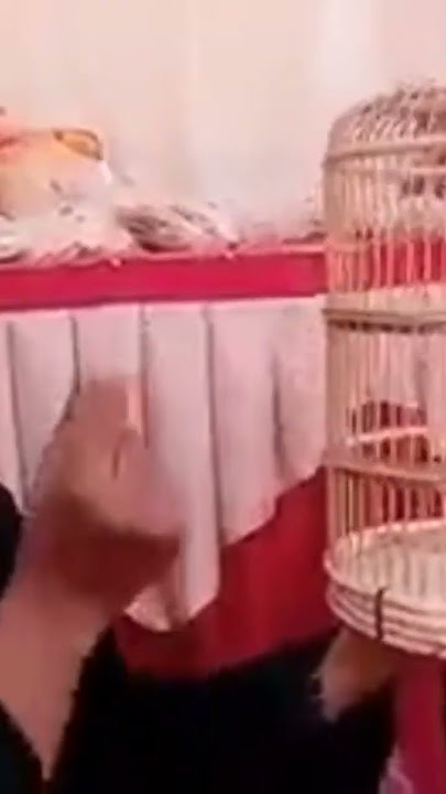 manuk ku ilang..manuk ku kabur