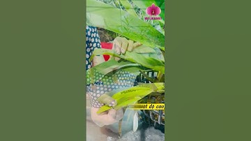 NGUYÊN NHÂN ĐAI CHÂU BỊ VÀNG LÁ VÀ CÁCH KHẮC PHỤC | Hoa Lan Market