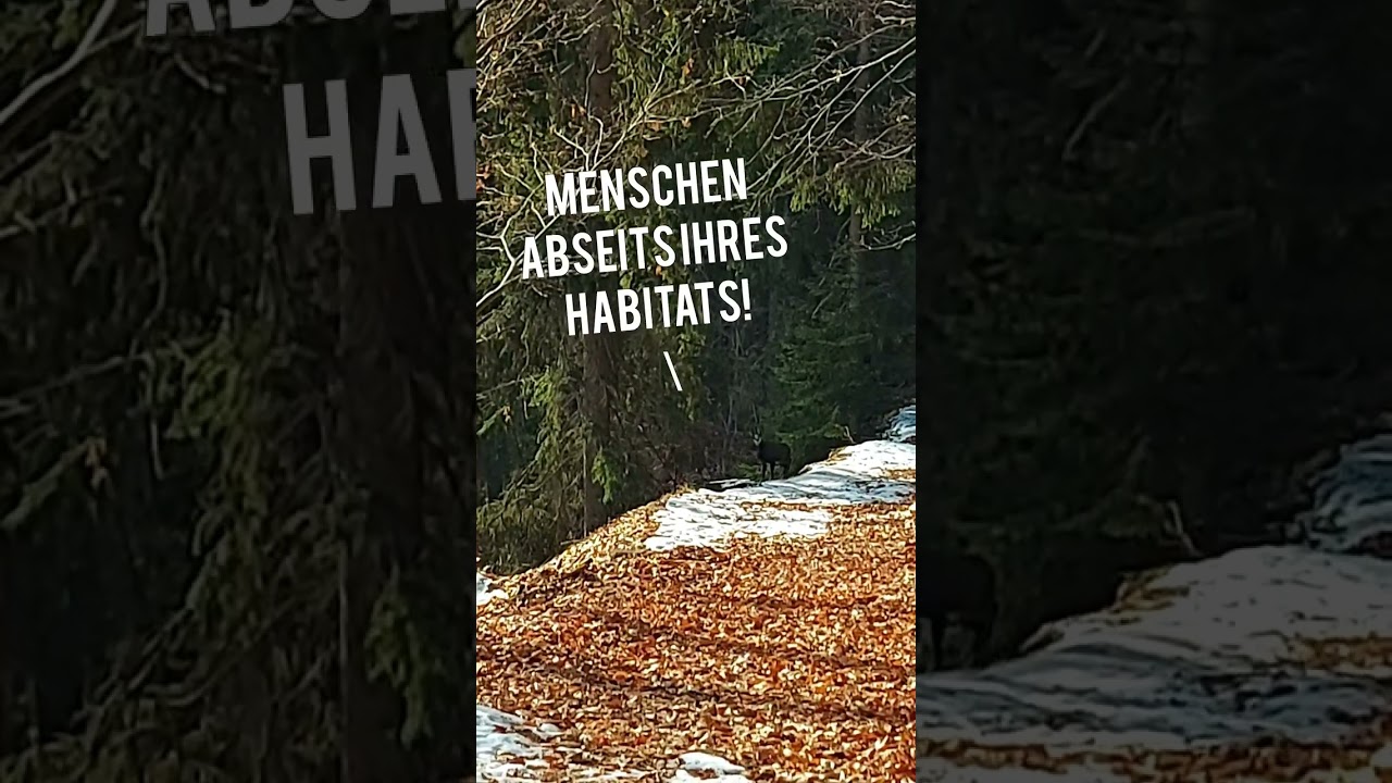 Gams schön neugierig! Junge Gämse beobachtet Zweibeiner 