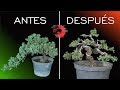 🌳 De ÁRBOL DE VIVERO a BONSAI |Primer diseño de Junipero