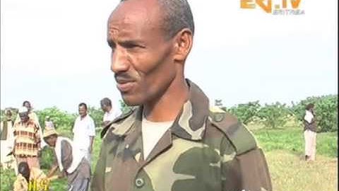 Eritrean News   Haikota   Maetotawi Netfetat by Eri TV