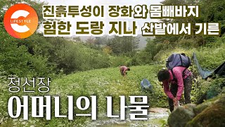 '원더풀 곤드레' 척박한 오지 마을, 선인장처럼 강하게 살아남은 어머니를 닮은 것. 험한 산밭에서 힘들게 길러 자식들을 먹여살린 정선장 어머니의 나물