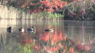 Cape Cod foliage safari 2014