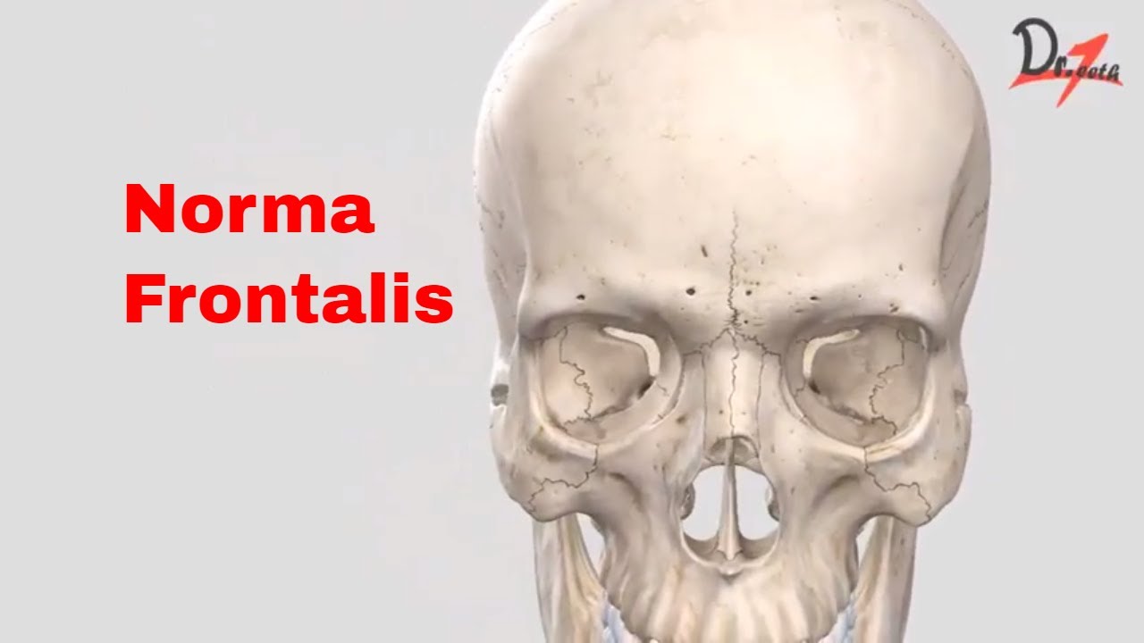 norma frontalis youtube