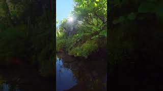 Montana spring water #montana #slowmo