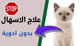 علاج اسهال القطط في المنزل بدون ادوية / اسرع علاج اسهال للقطط /جزيرة القطط الصغيرة في بغداد