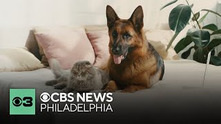 The difference between adopting dogs and cats | Pet Project - YouTube