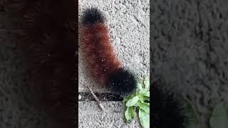 WOOLYBEAR caterpillars are great at forecasting weather by length of the colored bands Orange/Black by Zelda Zelda 35 views 7 months ago 5 minutes, 21 seconds