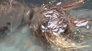 錦めだか　産卵中　http://ameblo.jp/medakahappy/