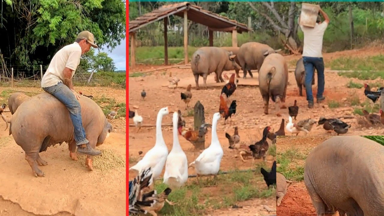 ELE ERA VENDEDOR DE PICOLÉ HOJE E  O  MAIOR CRIADOR DE PORCO DA REGIÃO