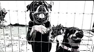 Cartoon rottweiler