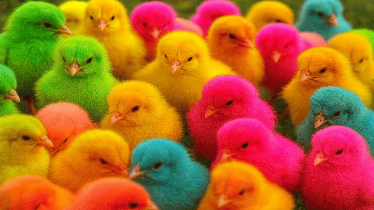 Rainbow Chickens & Cute Animals 🐥🌈 | Funny Ducks, Rabbits and Pets