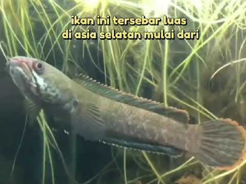 VIDIO PEMBELAJARAN: IKAN CHANNA GACHUA