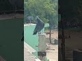#youtubeshorts #shorts #viralvideo #trending #pigeon #pigeonlover #kabutarbazi #birds #youtubeshorts
