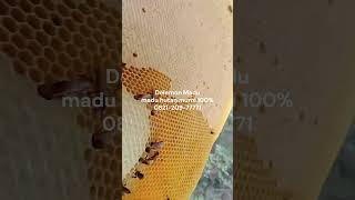 continue harvesting forest honey #bee #honey #honeybee #honeycomb #honeybees #honeybeesting
