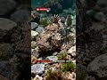 Каменная рыба: самый смертельный хищник морей»#YouTubeShorts#WildlifeShorts
