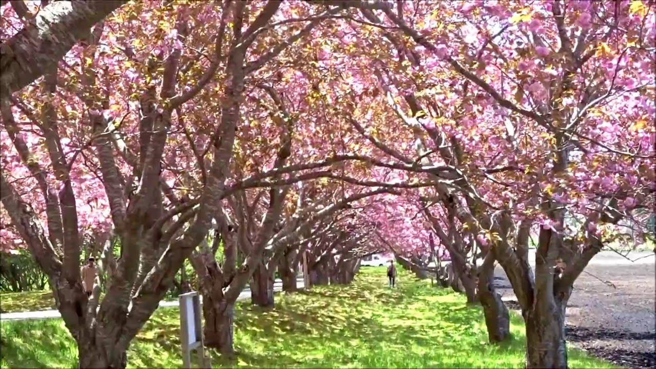 函館石崎地主海神社の八重桜トンネル Youtube
