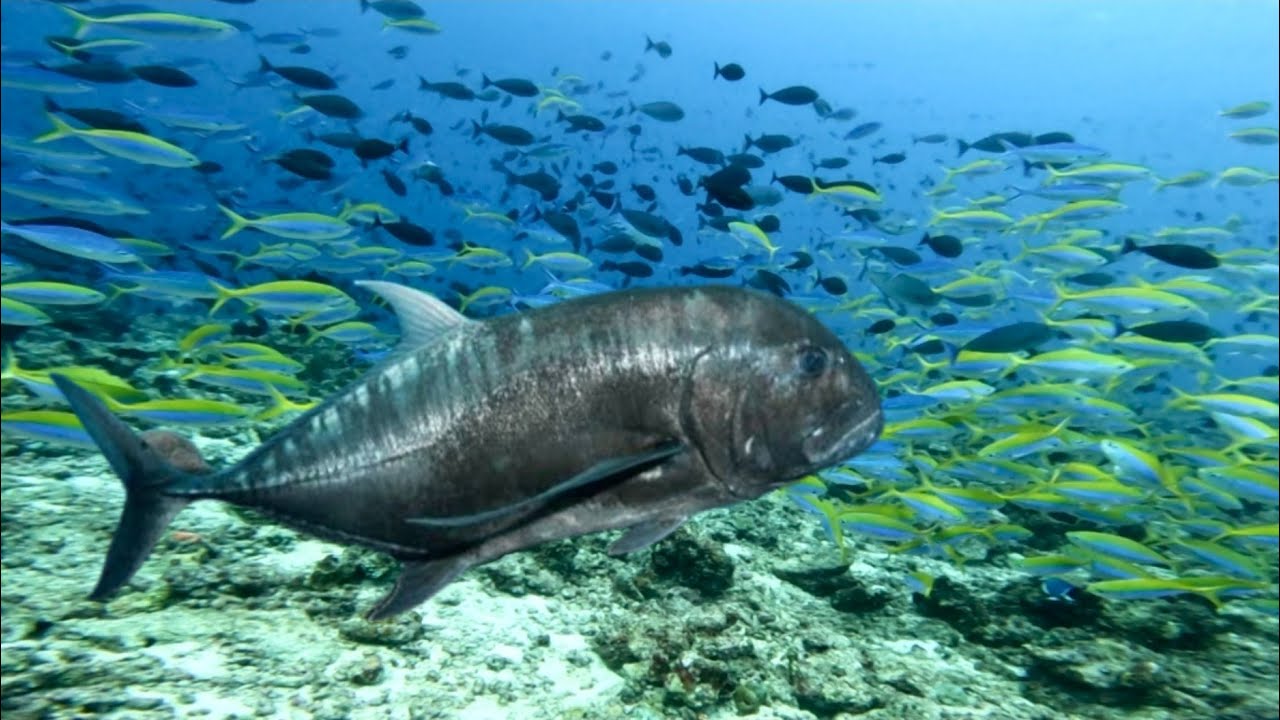 IKAN GIANT TREVALLY BESAR BERHASIL DI TAKLUKKAN 