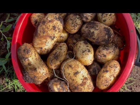 DAMING HARVEST SA AMING PATATAS#WARAYNON IN NORWAY.
