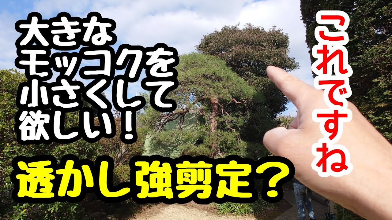 【剪定】268 モッコクの強剪定。