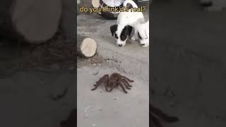 bu gerçek mi?sizce?🕷️#örümcek #spider العنكبوت# #araña #hayvanlar screenshot 5