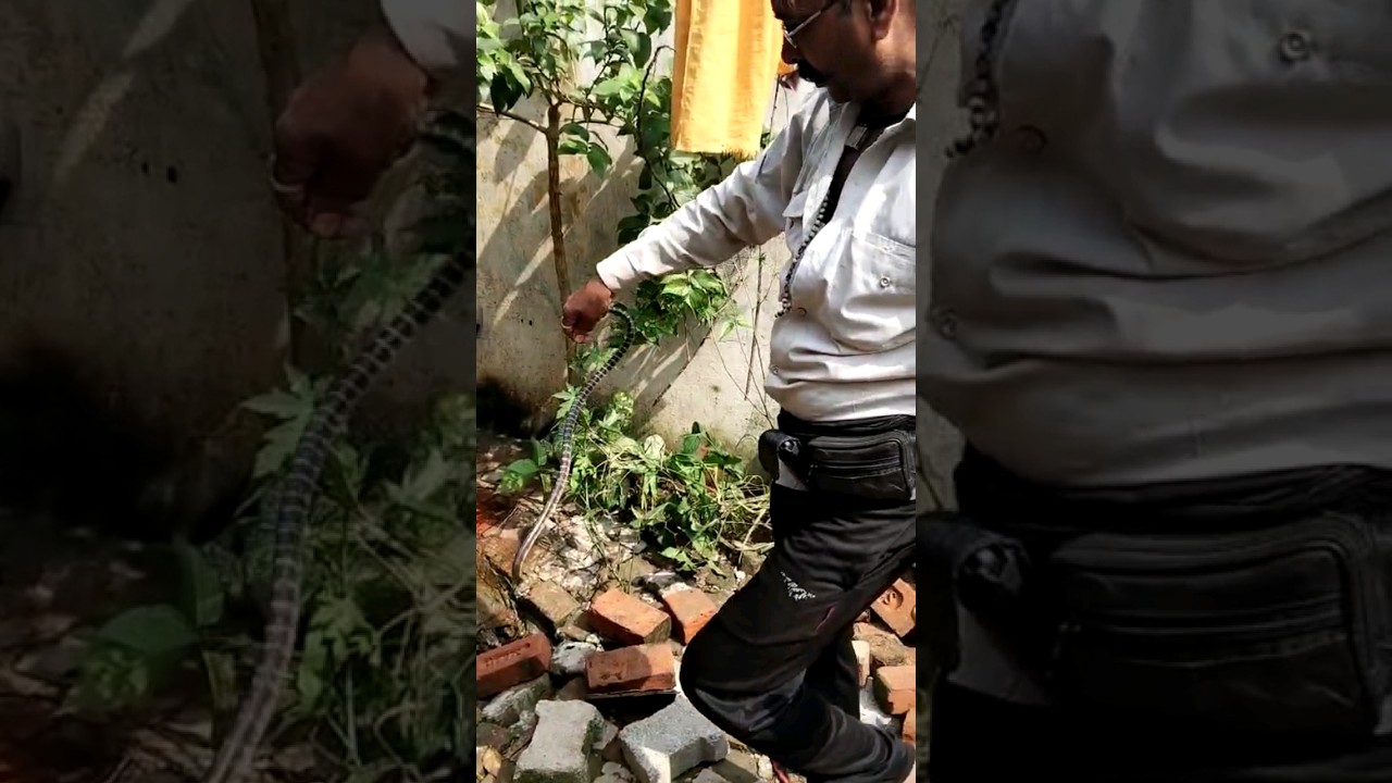 Snake funny Dancing 😱🐍